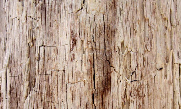 tree-bark-textures-vol-1-preview